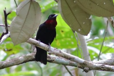 SIB “Bird of the Week” – Crows: American vs Fish