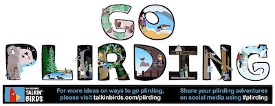 Text: Go Plirding.
Ray Brown's Talkin' BIrds.  For more ideas on ways to go plirding, please visit www.talkinbirds.com/plirding
Share your plirding adventures on social media using #plirding
