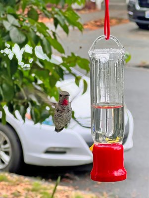 Anna's Hummingbird Seattle August 2023 by Alan Fink