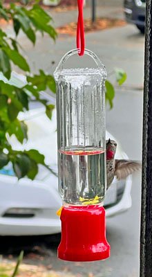 Anna's Hummingbird Seattle August 2023 by Alan Fink