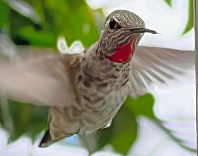 Move over Maverick, Hummingbirds are the real Top Guns!