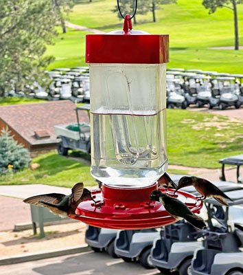 Swarming Broadtail Hummingbirds at Air Force Academy Golf Course August 2023 by Alan Fink