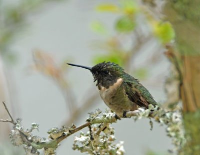 Juvenile Ruby Throated Male Hummingbird Seabrook Island July 2023 by Alan Fink