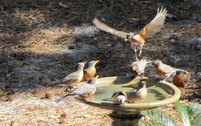 SIB “Bird of the Week” – American Robin