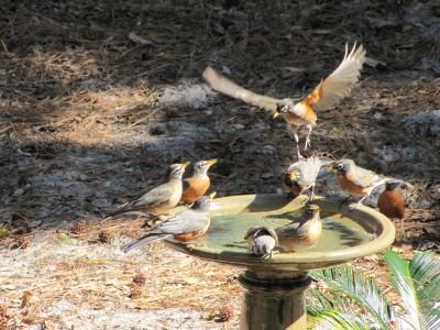 SIB “Bird of the Week” – American Robin