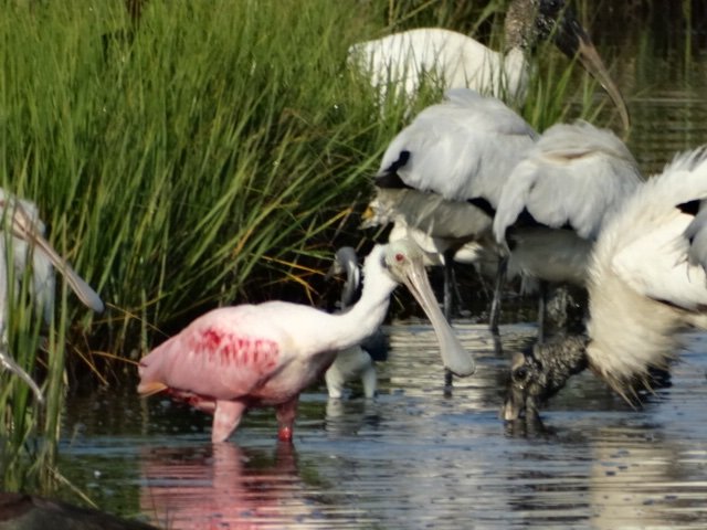 Roseate Spoonbills feeding alongside Wood Storks at Marsh Haven, Seabrook Island on Monday June 13, 2016 - Henry Fellers
