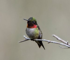 Male Ruby-throated Hummingbird - Bob Hider