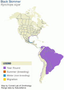 Range map for Black Skimmer - you can see it is more common in South America.