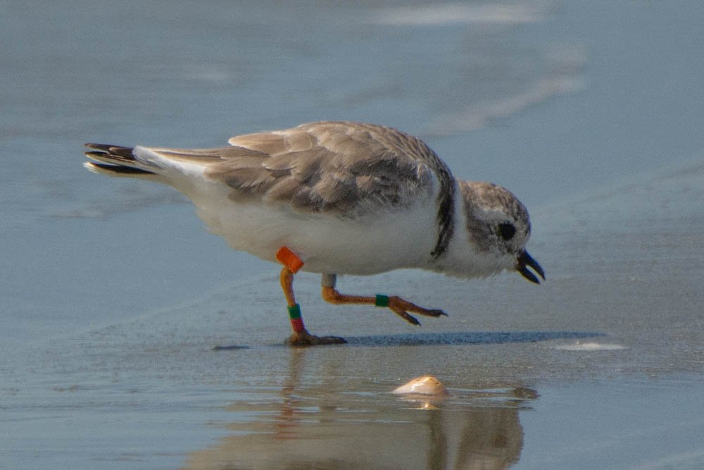 UL Silver LL Green - UR Orange Flag LR Green Red - Seabrook Island Mar 27 2019 -0459