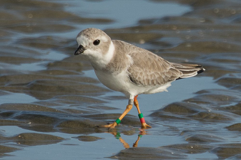 UL Silver LL Green - UR Orange Flag LR GreenRed - Seabrook Island Nov 9 2018 -2993