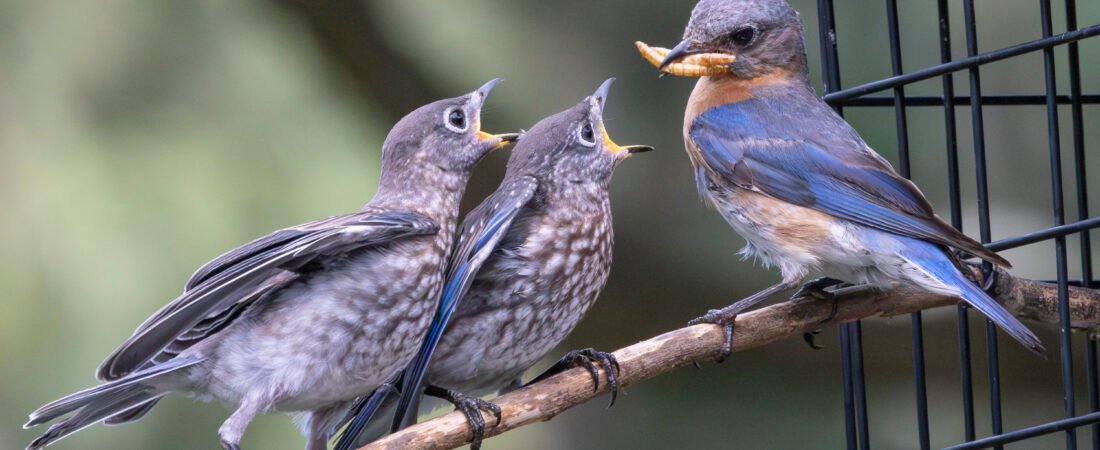 2025 SI Eastern Bluebird Trail Season