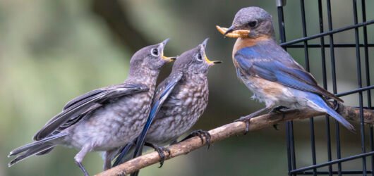 Ask SIB – Where do baby birds go after they fledge?