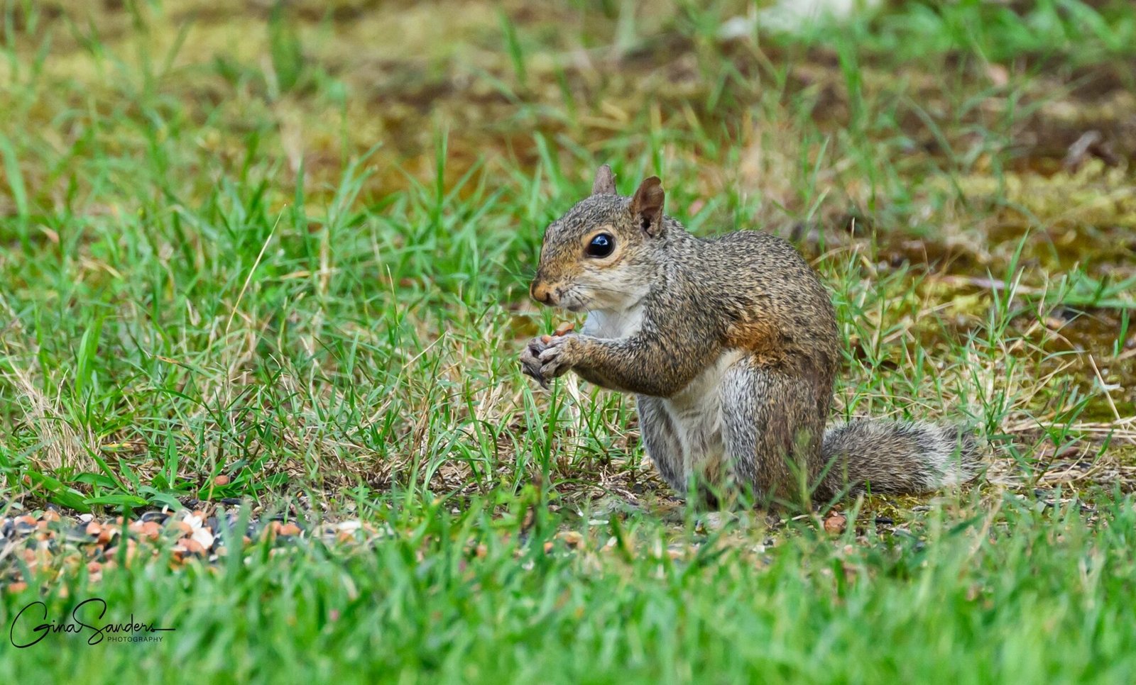 Thoughts of a New Bird Watcher