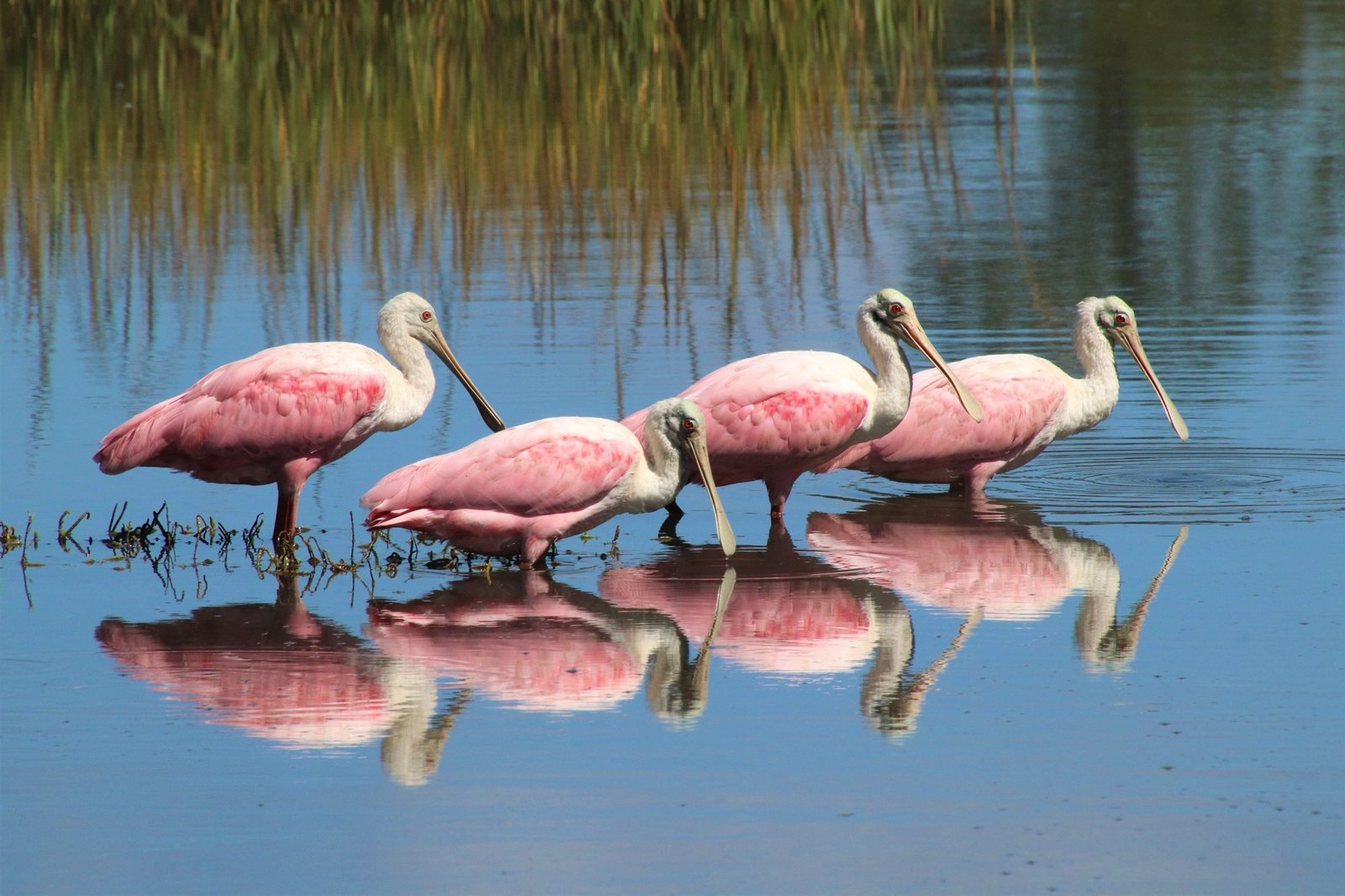 SIB “Bird of the Week” – Roseate Spoonbill