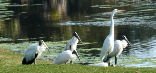 SIB Reports:  Storks and Corks