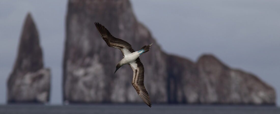 Galapagos Island Birding (Part 1)