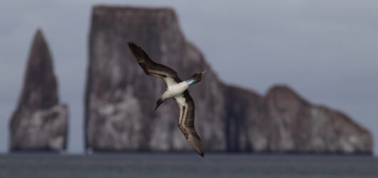 Galapagos Island Birding (Part 1)