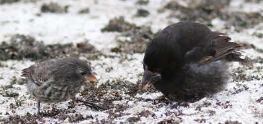 Galapagos Birding (Part 2)