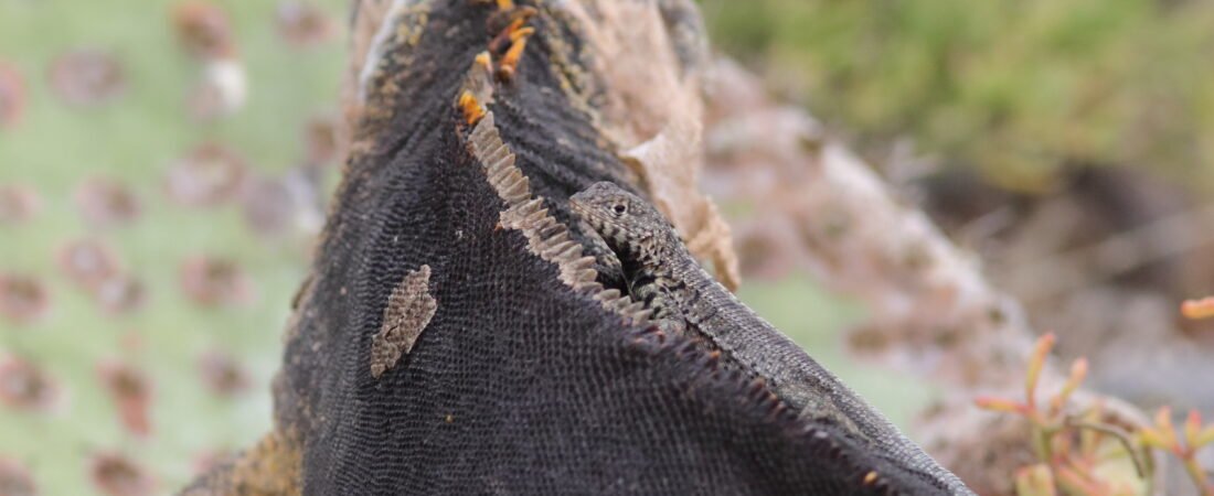 Galapagos Islands Endemics (Part 3 Non-birds)