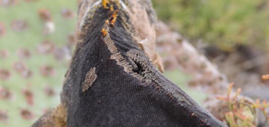 Galapagos Islands Endemics (Part 3 Non-birds)