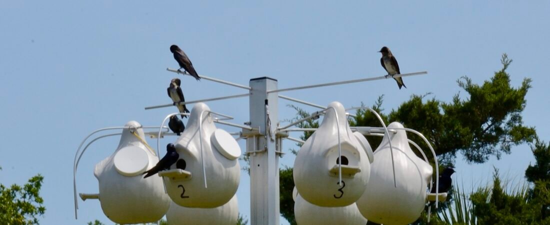 Where Have All the Martins Gone? 