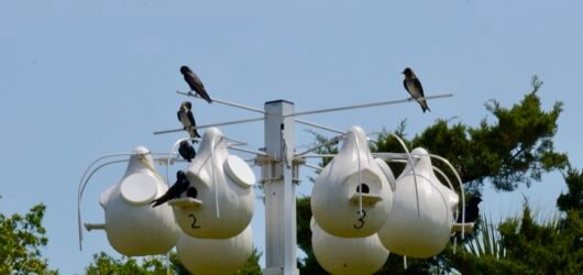 Where Have All the Martins Gone? 