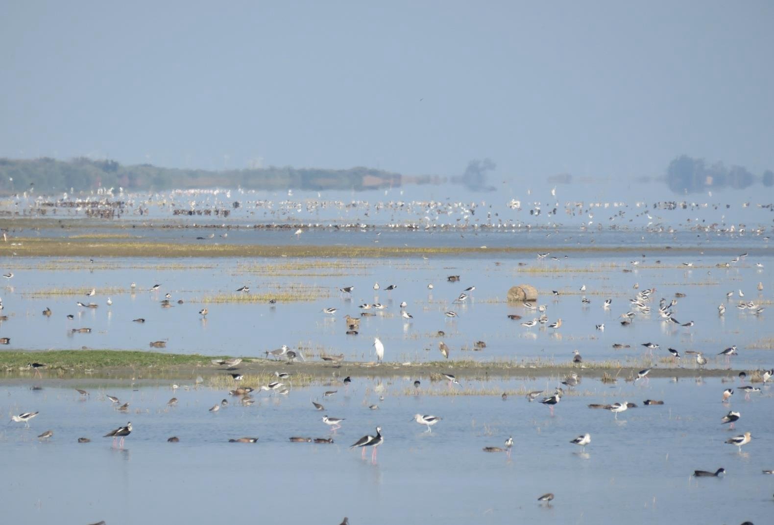Red Knot Update #4