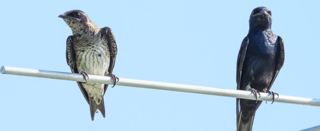 SIB “Bird of the Week”: Purple Martin