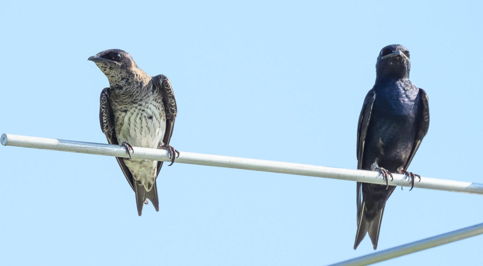 SIB “Bird of the Week”: Purple Martin