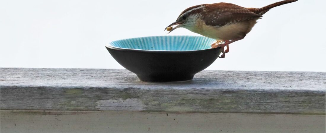 SIB “Bird of the Week” – Carolina Wren
