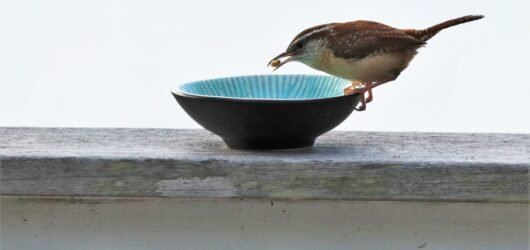 SIB “Bird of the Week” – Carolina Wren