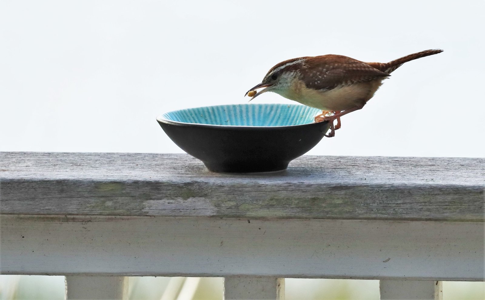 SIB “Bird of the Week” – Carolina Wren