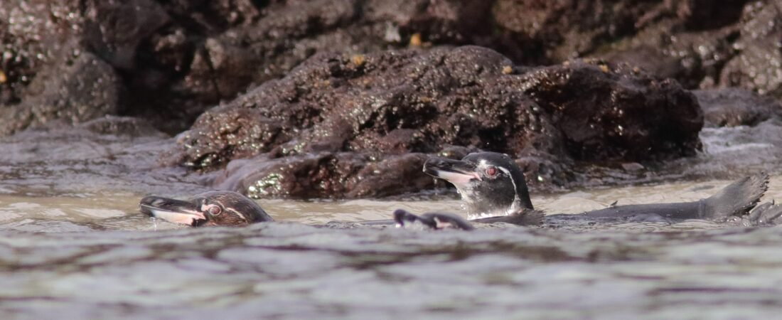 Galapagos Island Endemics (Part 4)