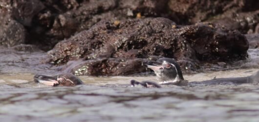 Galapagos Island Endemics (Part 4)