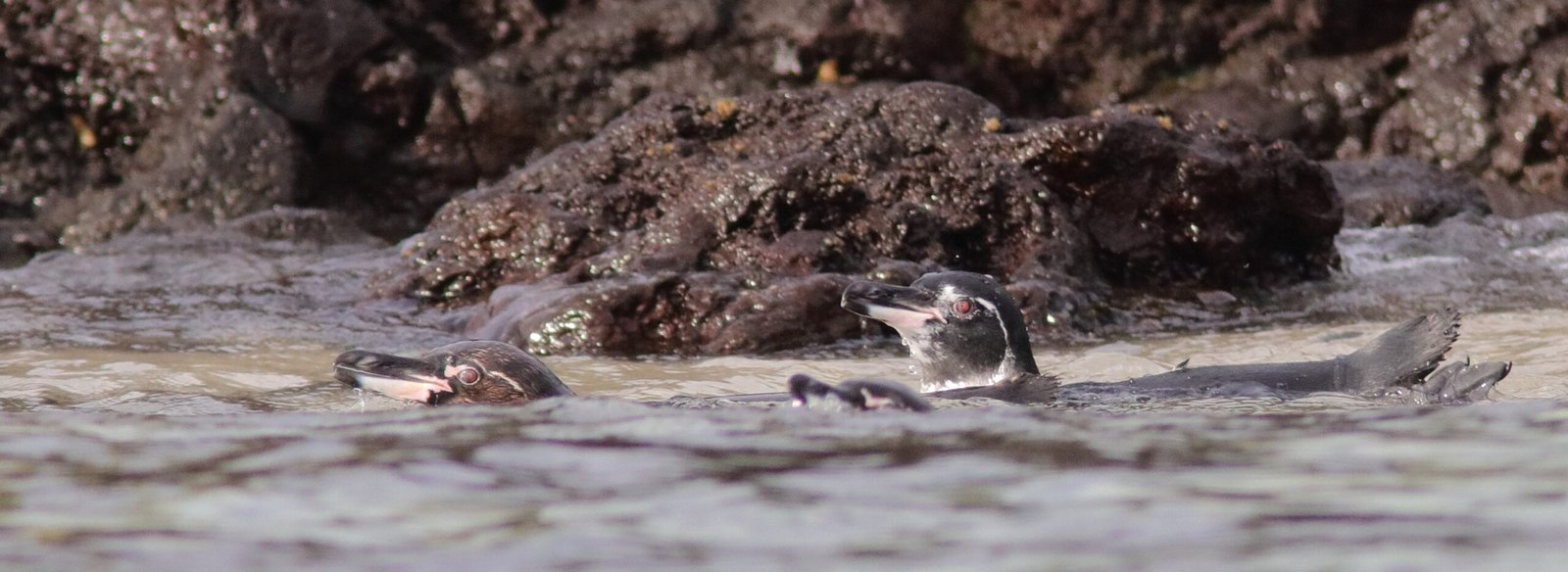 Galapagos Island Endemics (Part 4)