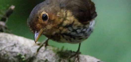 Birding Ecuador – Part 1 Antpittas