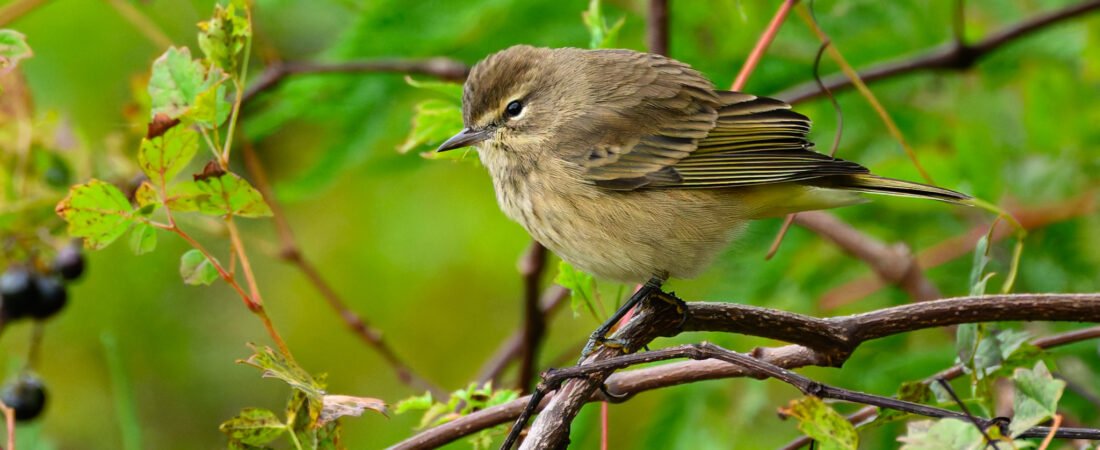 SIB “Bird of the Week” – Palm Warbler