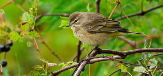SIB “Bird of the Week” – Palm Warbler