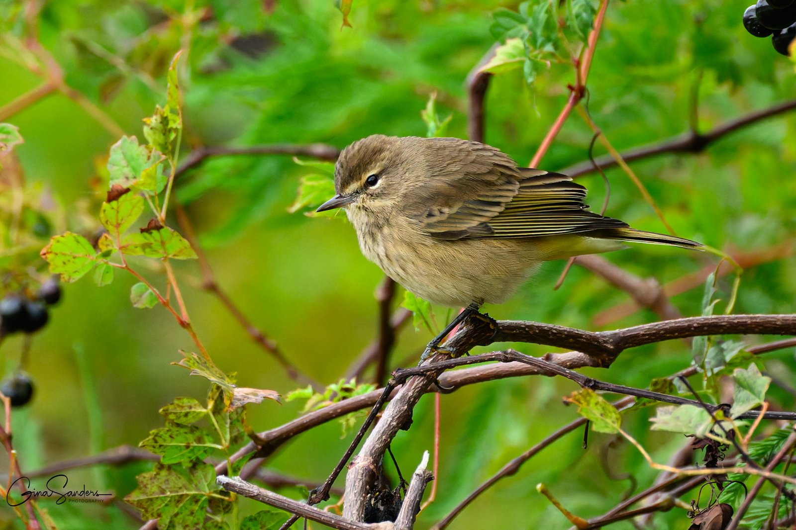 SIB “Bird of the Week” – Palm Warbler