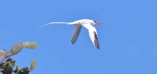 Galapagos Island Adventure – Part 5