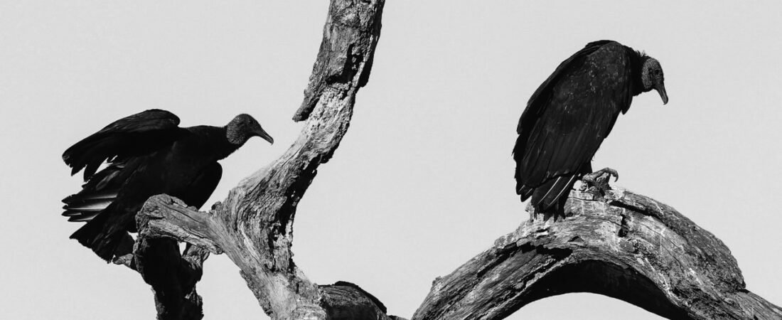 The Eerie Sounds of Halloween