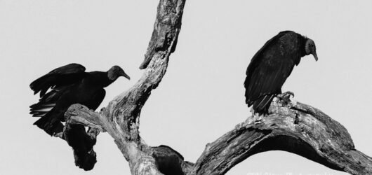 The Eerie Sounds of Halloween