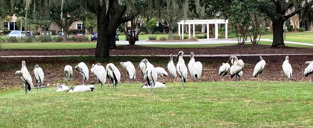 Ask SIB:  Why are there so many Wood Storks?