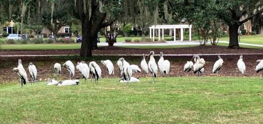 Ask SIB:  Why are there so many Wood Storks?