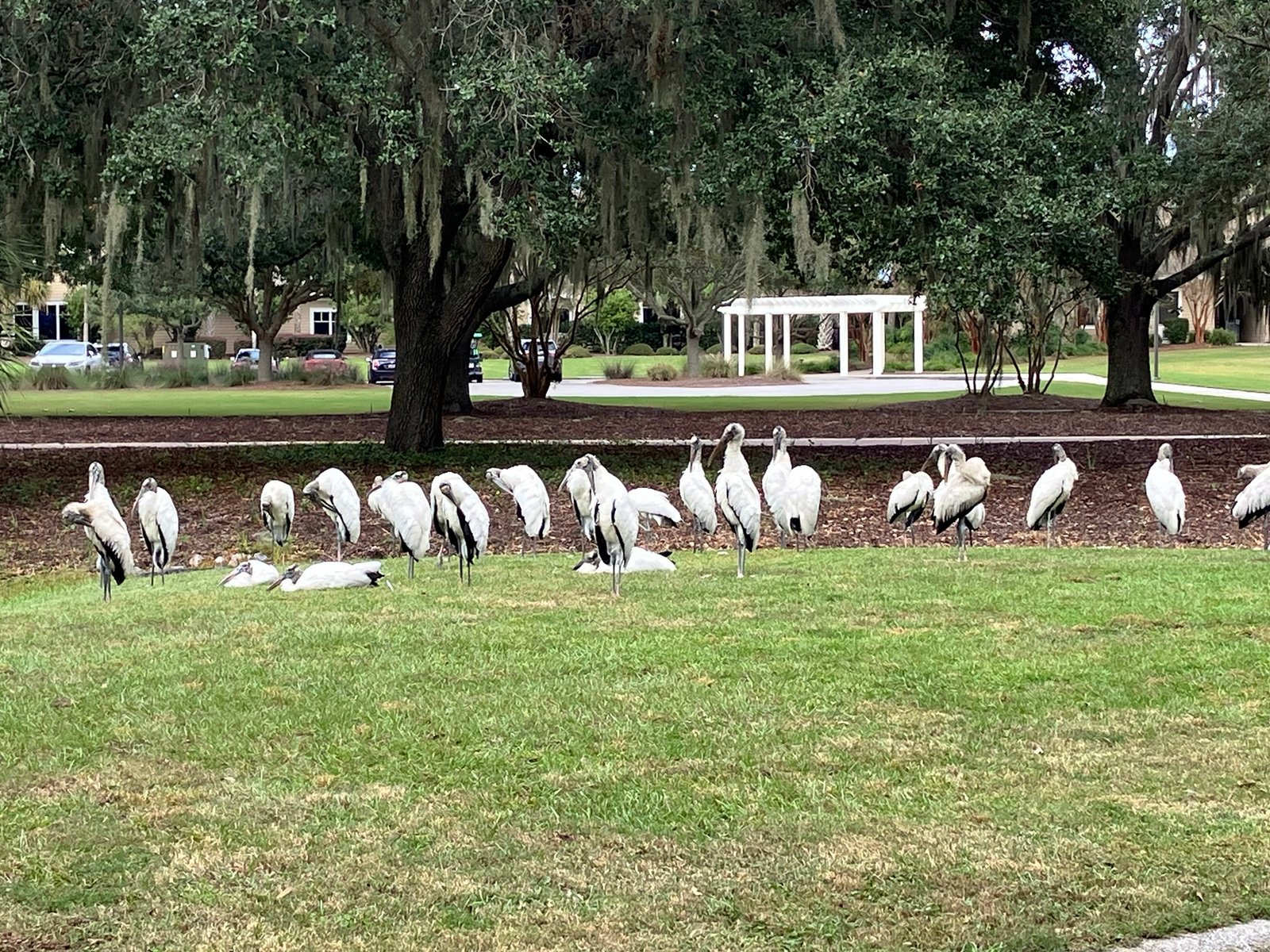 Ask SIB:  Why are there so many Wood Storks?