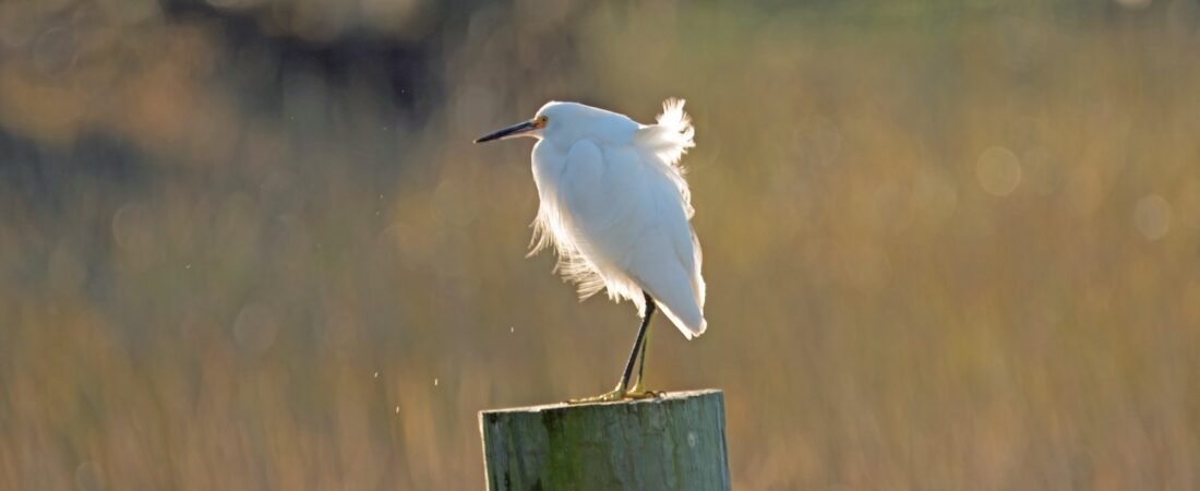 Slow Birding at the Crab Dock/Boat Ramp