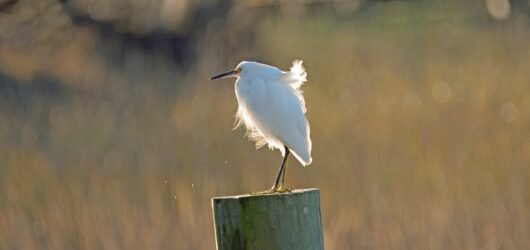 Slow Birding at the Crab Dock/Boat Ramp