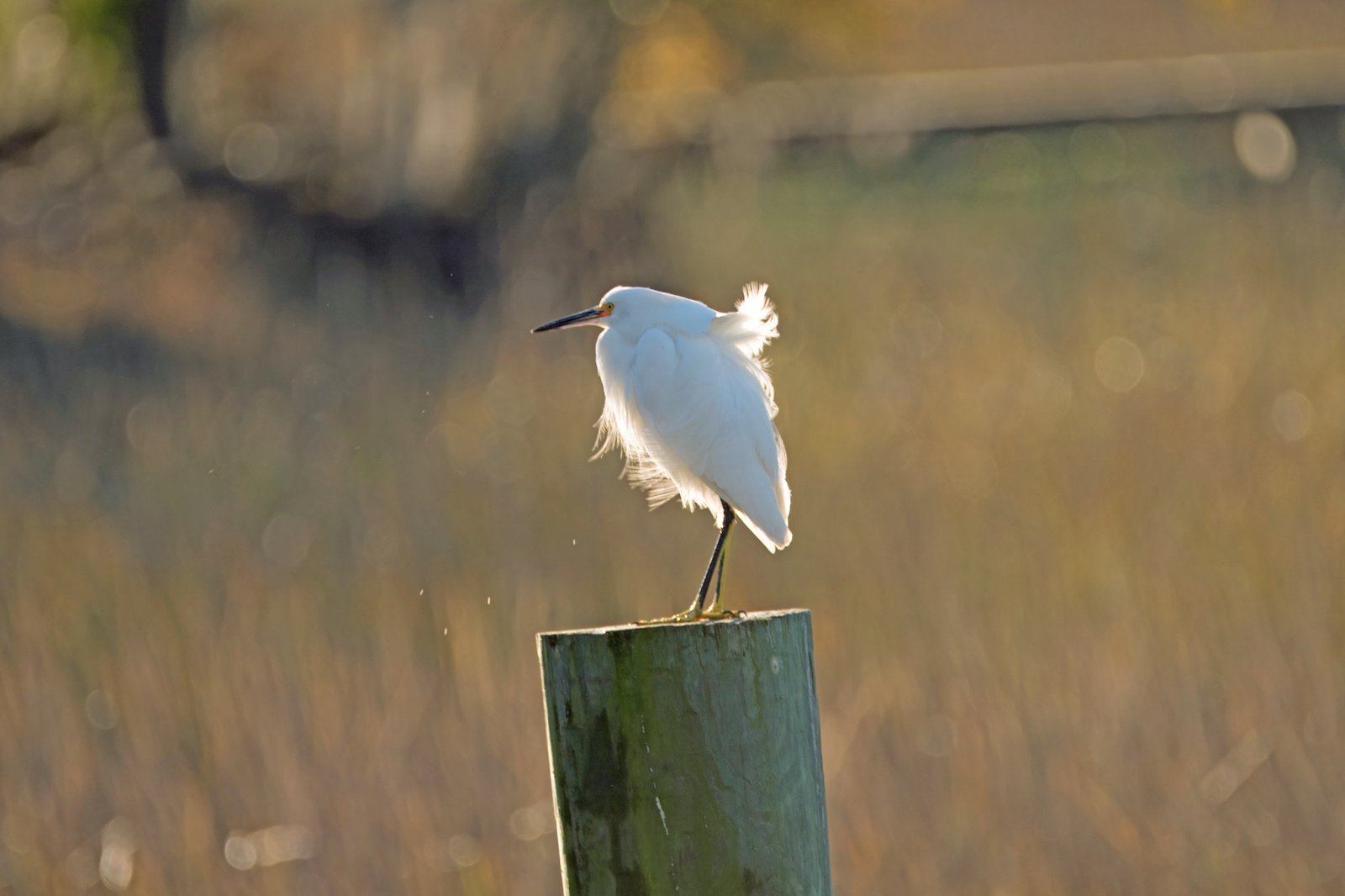 Slow Birding at the Crab Dock/Boat Ramp