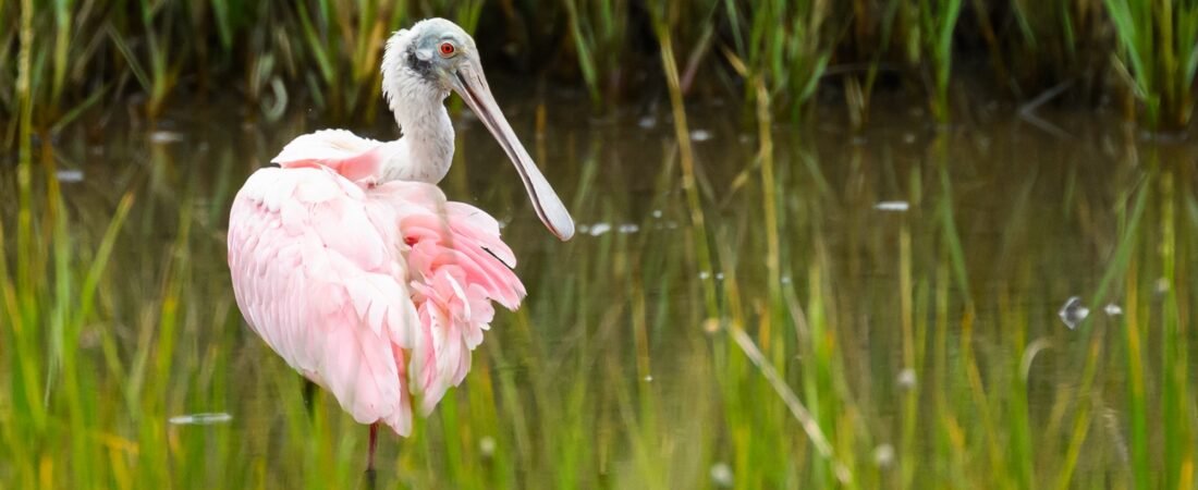 Join SIB on a walk in February!