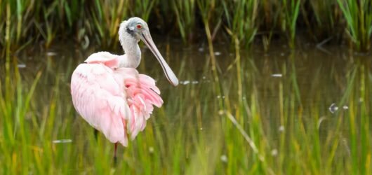 Join SIB on a walk in February!